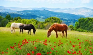 horse eating grass