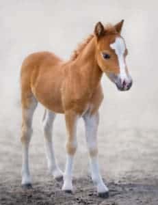 miniature horse