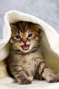 cat in blanket