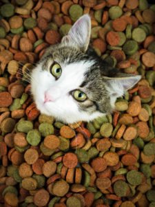 cat in food