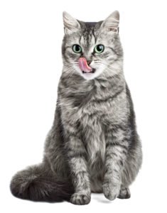 cat licking lips