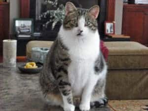 chubby cat