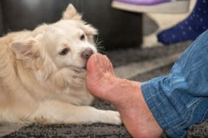 dog licking feet