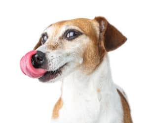 dog licking nose