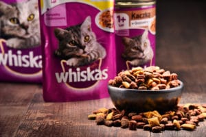 feed my cat