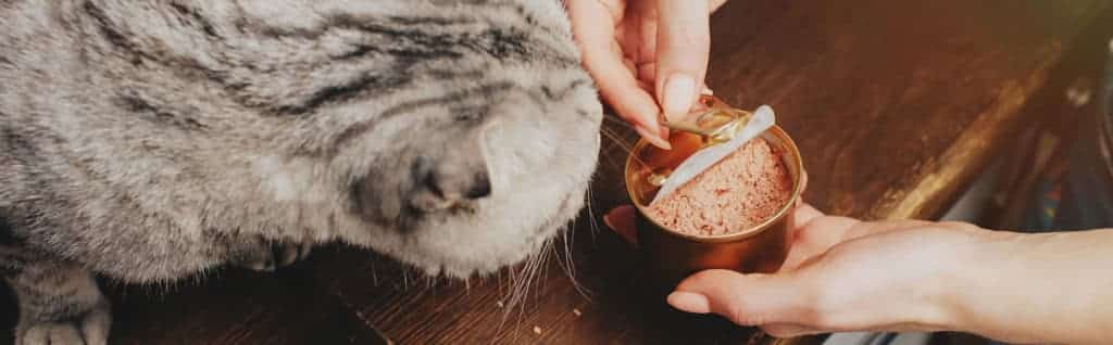 feeding cat food