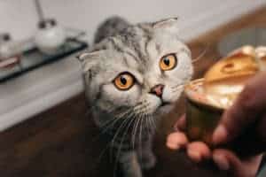 wet cat food