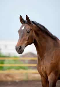 Bay horse coat color