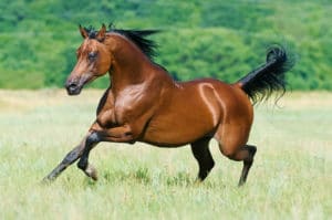 running horse