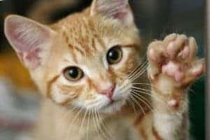 cat sense of touch