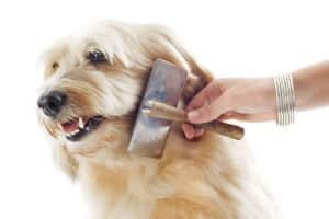 best flea and tick prevention for dogs