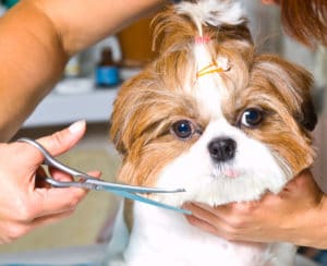 Pro dog groomer trimming dogs fur