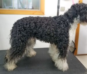 Doodle dog dirty needs a bath and grooming