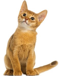 abyssinian