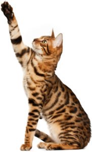 bengal cat