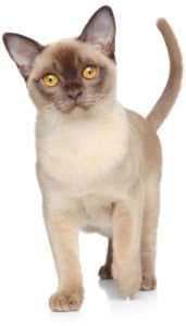 burmese cat