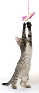 cat toy