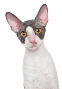 cornish rex cat