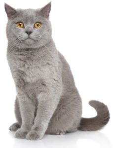 male cat names