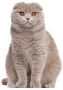 scottish fold