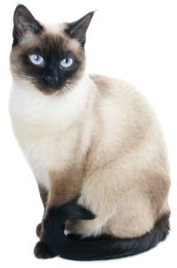 siamese cat
