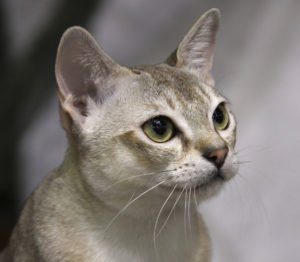 singapura cat