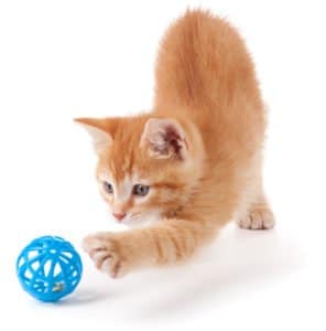 how to bathe a kitten