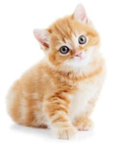 cute kitten