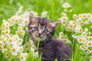 kitten in grass