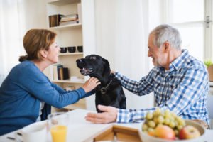 canned pumpkin for dogs