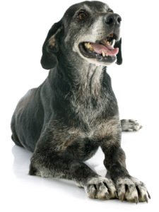 knee braces for dogs