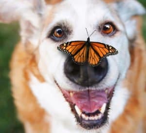 senior dog butterfly