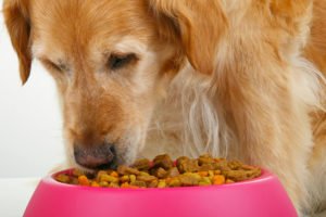senior dog eating