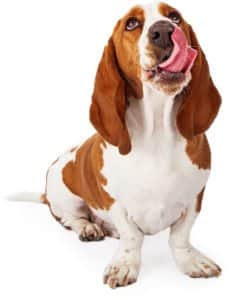 senior dog licking lips