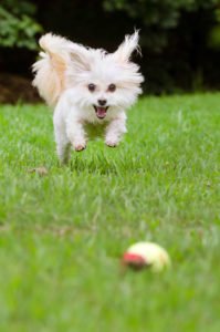 senior dog playing outside