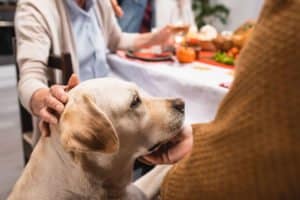 senior dog table