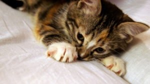 toyger kitten playing