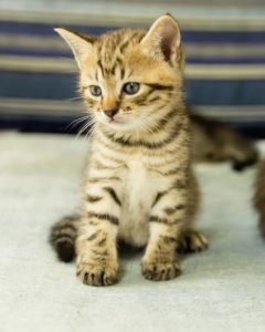toyger kitty