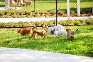 lawn pesticides and pets