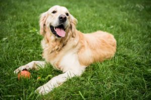 chemical free lawn care