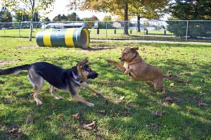 dog park rules