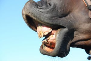 wolf teeth in horses