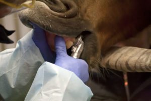 horse wolf teeth