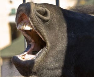 wolf teeth horse