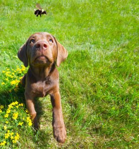 dog bee sting