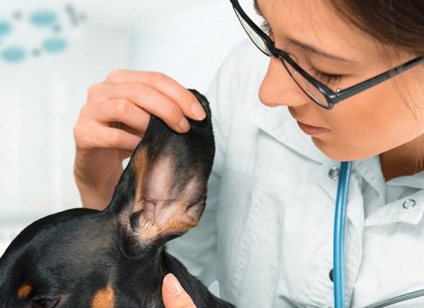 dog ear infection with veterinarian