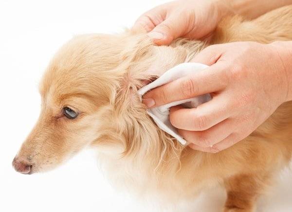 dog ear infection picture