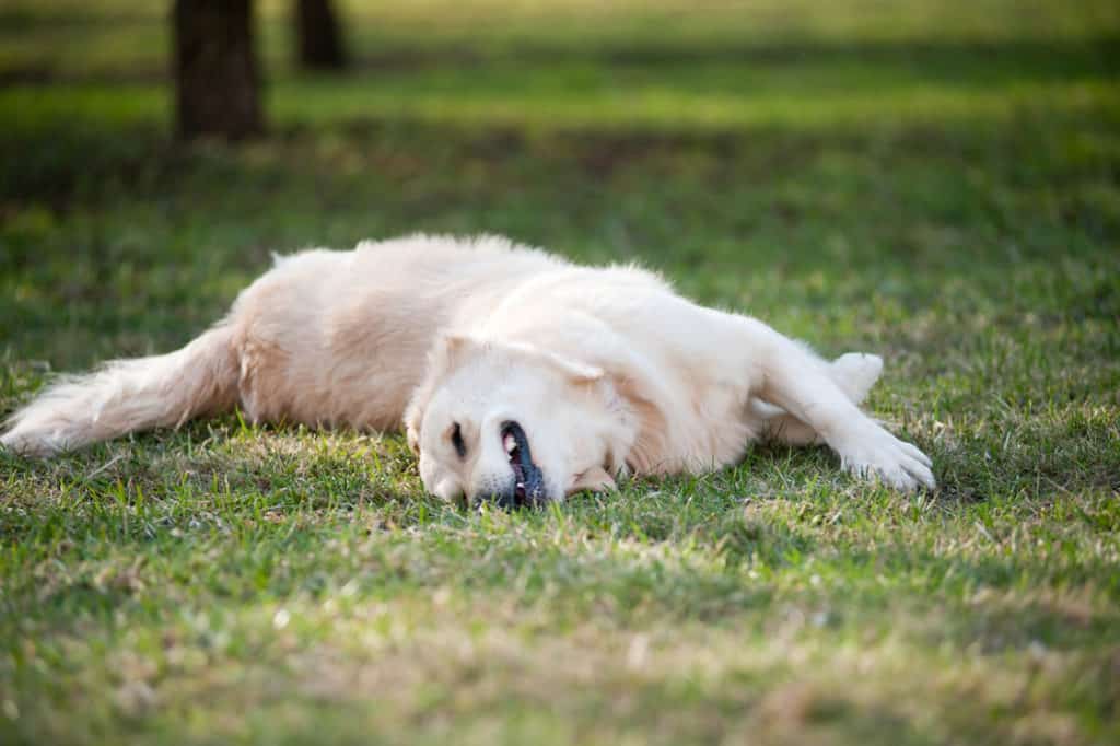 canine ear infection