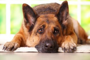 dog balm for paws