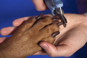 dog overgrown nails